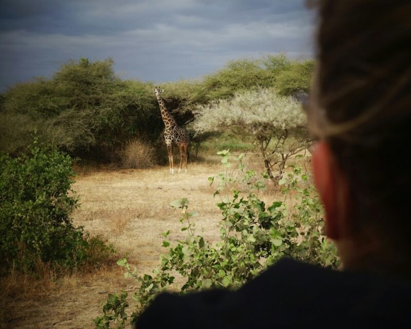 Over-the-shoulder view of a person looking at a giraffe in a savanna landscape with green bushes.
