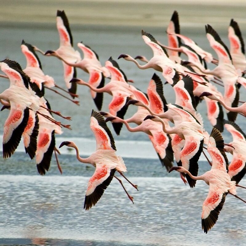A person sits in a silhouette under a tent looking out at a giraffe in a golden field at sunset in Tanzania.