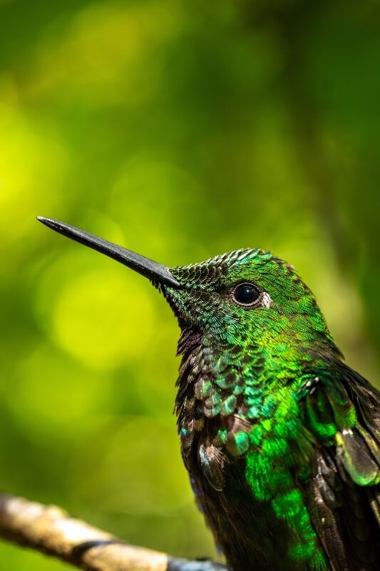 Bright green-fronted hummingbird (Heliodoxa jacula) perched on a branch in Monteverde National Park, Costa Rica