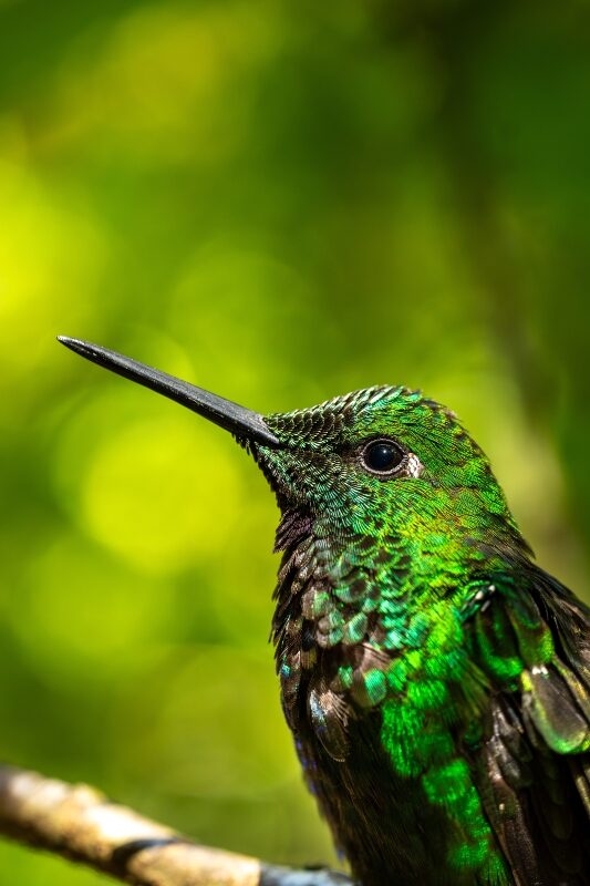 Bright green-fronted hummingbird (Heliodoxa jacula) perched on a branch in Monteverde National Park, Costa Rica