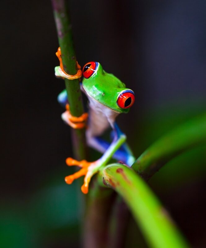 Treefrog clings to a branch at night in Costa Rica's Central Cloud Forests.