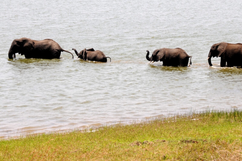 Four elephants walk in a line through a river, seen from a grassy riverbank in Mana Pools National Park.