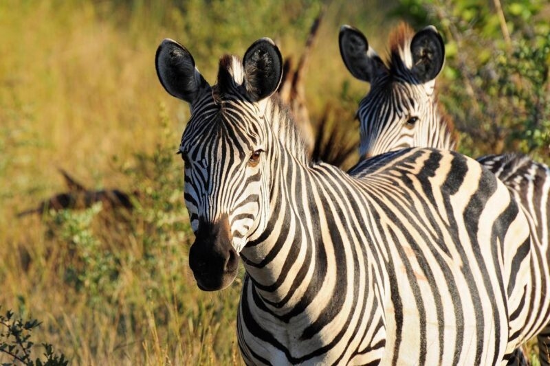 Close-up of two zebras with black and white stripes standing in a grassy field.