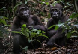 Gorilla Trekking in the Congo Basin