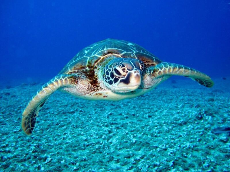 Close-up of a sea turtle swimming over the ocean floor in clear blue water.
