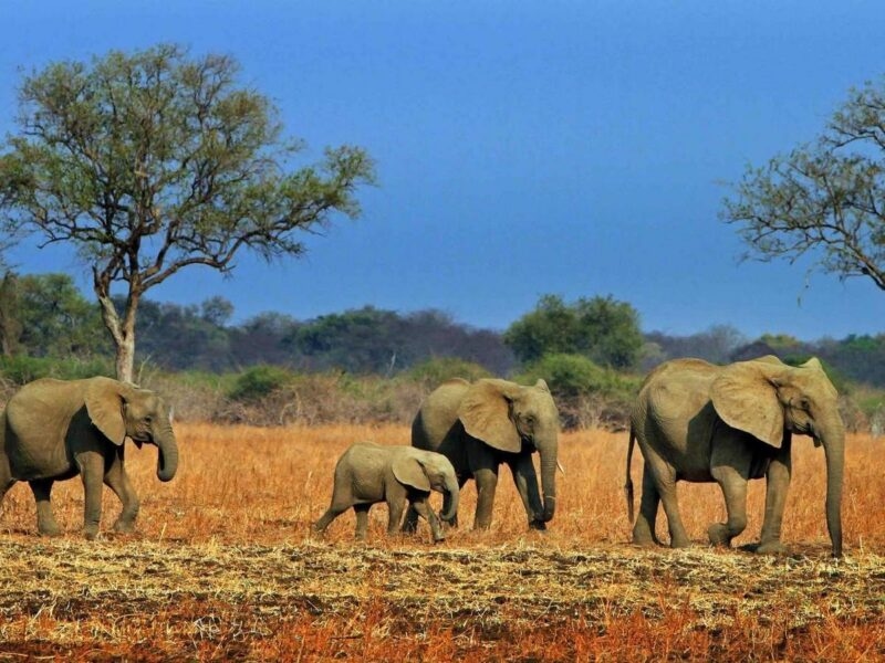 A family of four African elephants walking across a dry, grassy plain with trees and a clear blue sky in Zambia.