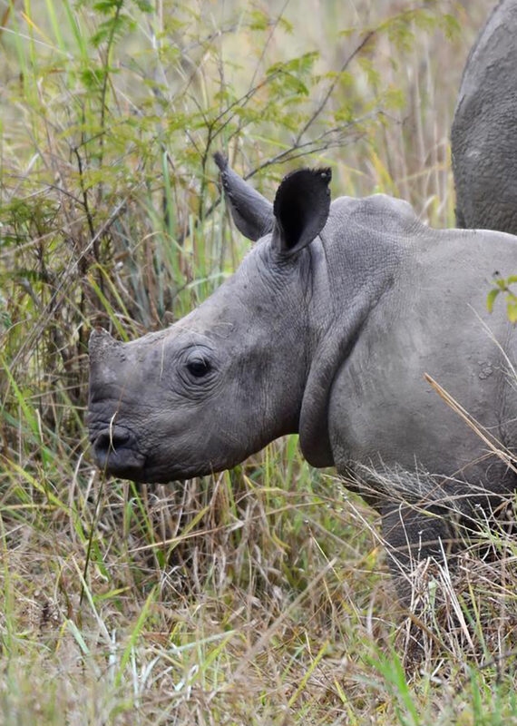 Profile view of a grey rhino calf standing amidst dry grass and green leafy bushes in a natural habitat.