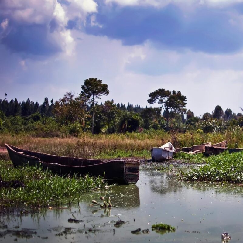 Wooden fishing boats moored in shallow, weed-filled water along a grassy shoreline under a dramatic, cloudy sky.