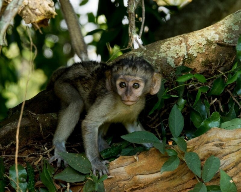 A young vervet monkey looking forward while perched on a textured tree limb in a leafy forest.
