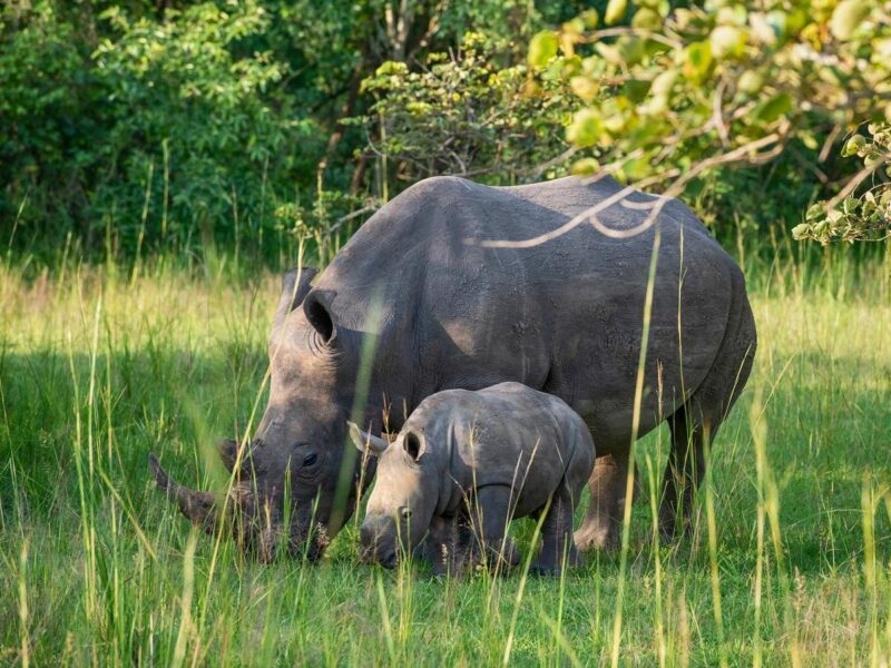 A mother rhino and her small calf grazing in tall grass at Ziwa Rhino Sanctuary in Uganda.