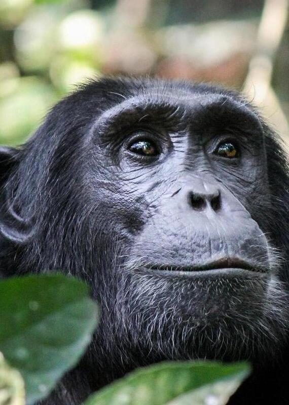 Close-up of a chimpanzee with dark fur and expressive eyes looking up, surrounded by blurred green leaves.