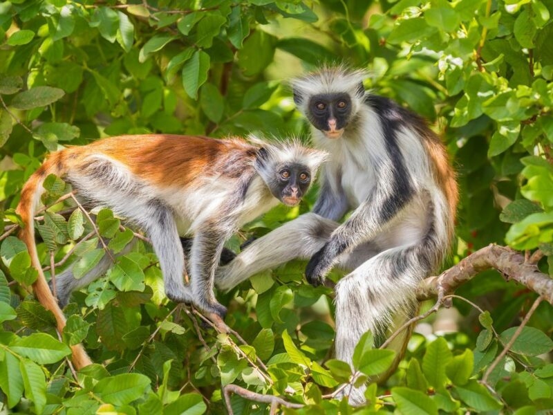 Two red colobus monkeys with orange, black, and white fur sitting on a branch among green leaves.
