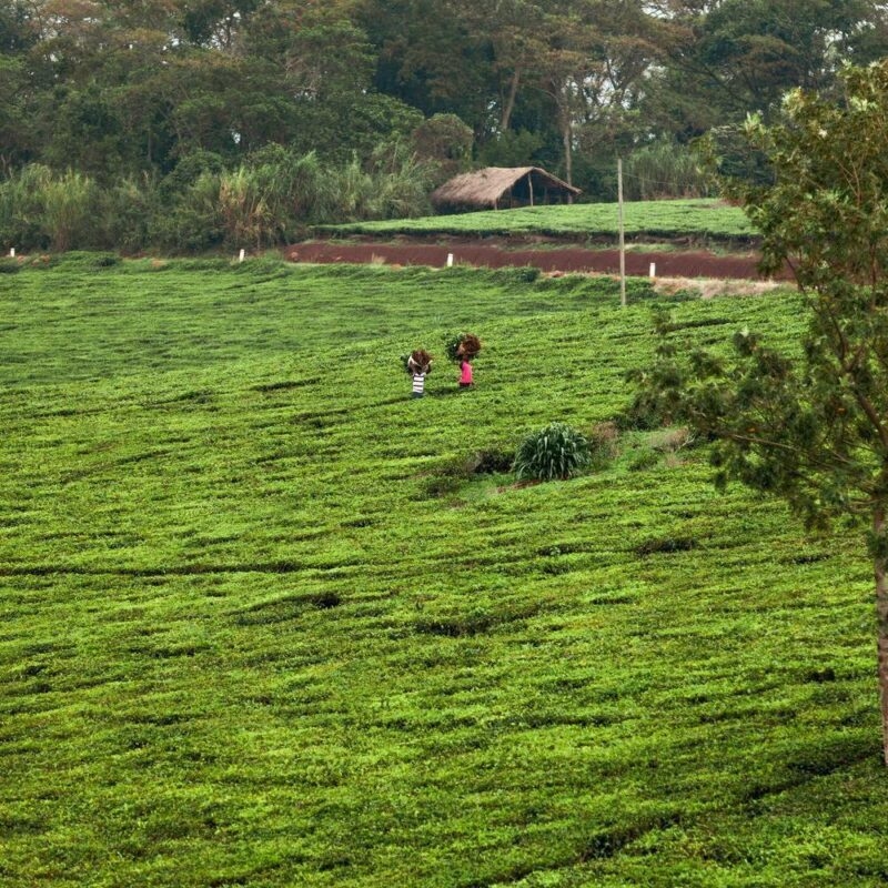 People carrying bundles through a large, terraced green tea plantation under a canopy of trees in Uganda.