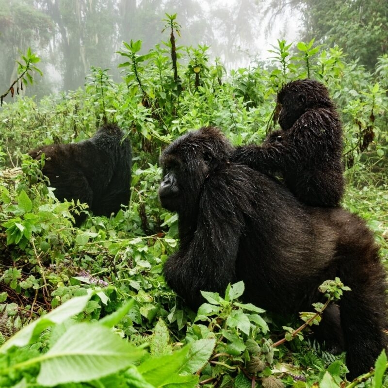 A large mountain gorilla with a smaller gorilla on its back in a dense, green tropical forest.