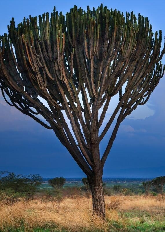 A tall succulent candelabra tree silhouetted against a blue evening sky in a grassy savanna landscape.