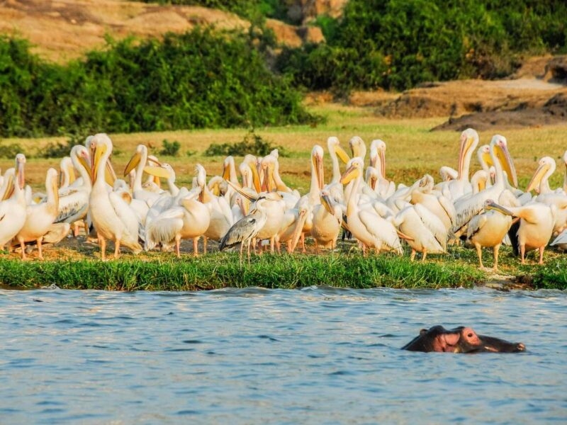 Large group of white pelicans on a riverbank with a hippo submerged in the foreground water.