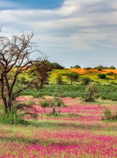 10 Reasons to Visit Botswana