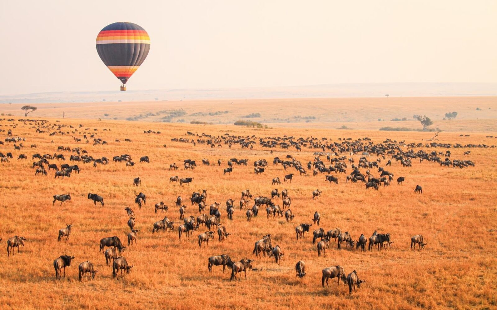Take in the Great Migration from a hot air balloon.