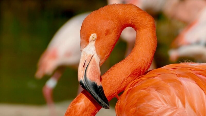 Close-up profile of a bright pink flamingo with its head tucked against its neck, featuring a distinctive black-tipped beak.