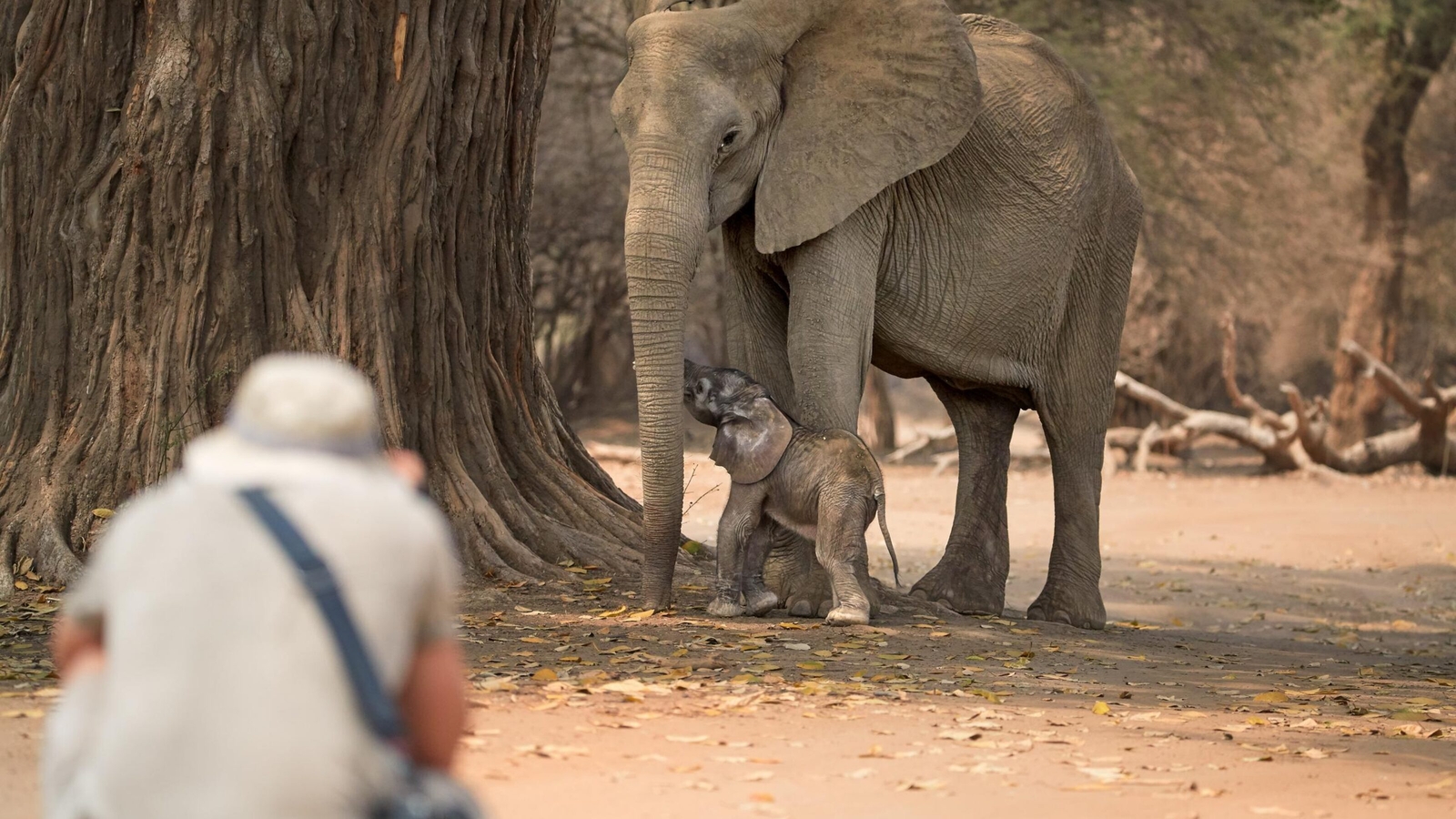 A person crouched on the ground photographing an adult elephant and her calf during a walking safari in Africa