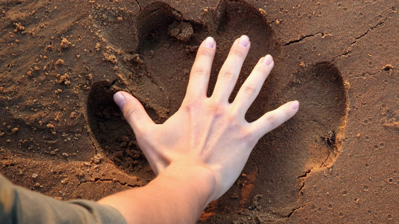 A man's hand in comparison to a hippo print in the ground