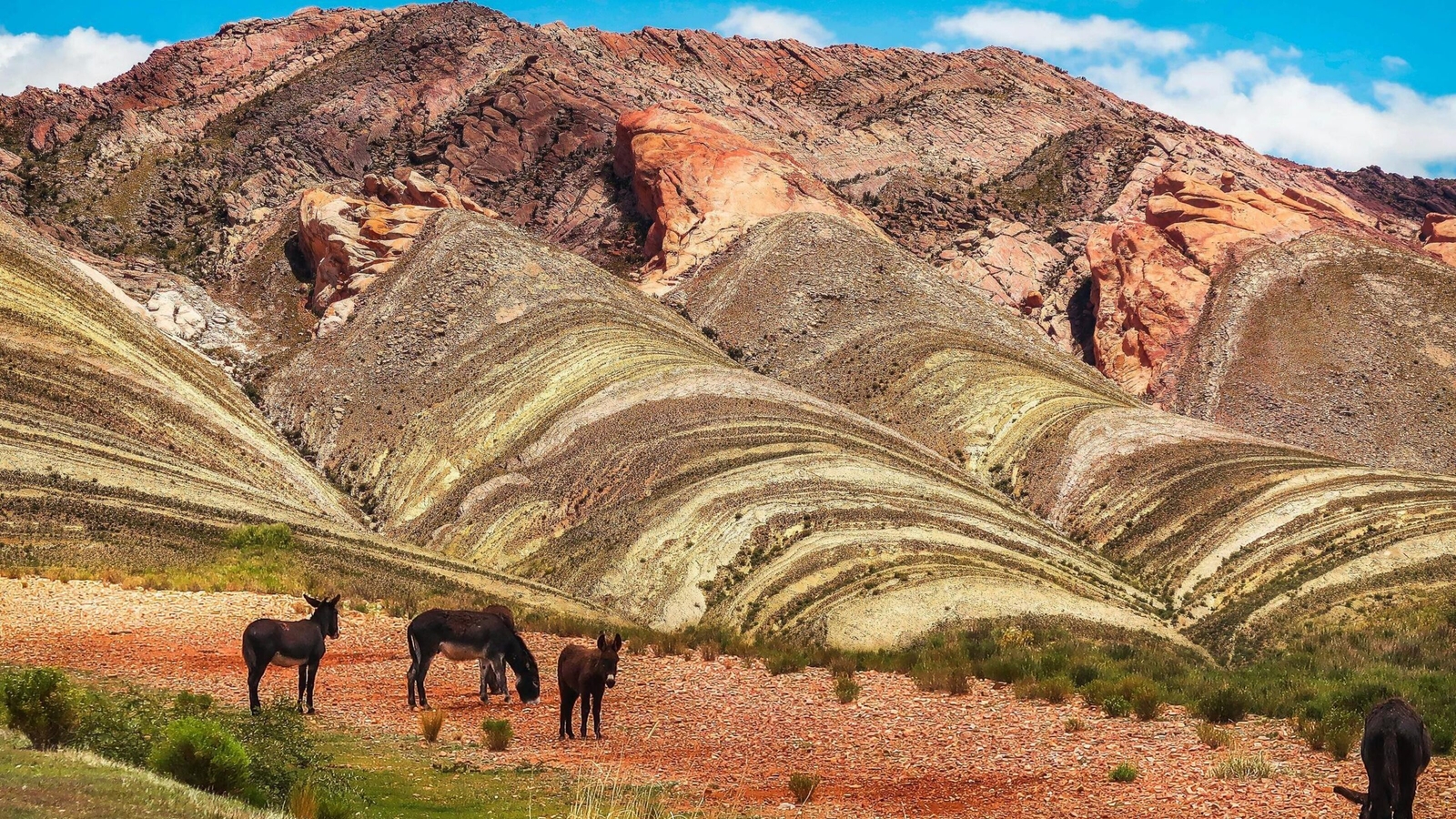 Several donkeys standing on rocky ground in front of colorful, layered mountain ridges under a blue sky.