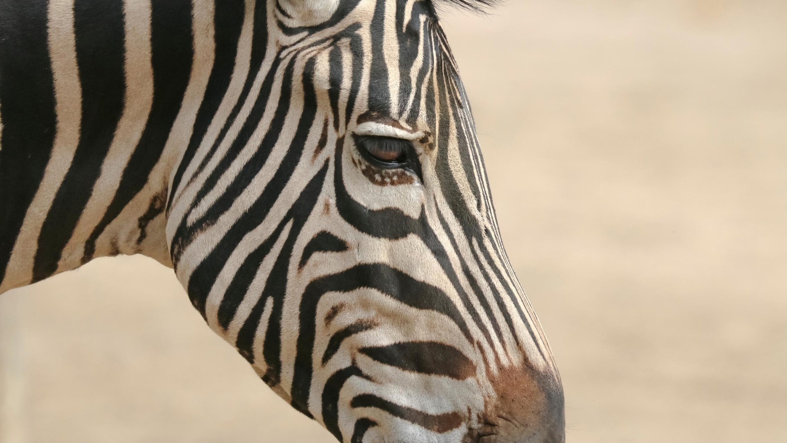 Close up photo of the face of a Grevy's zebra