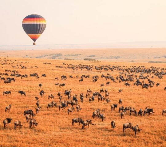 A hot air balloon floating above the Maasai Mara during the great wildebeest migration