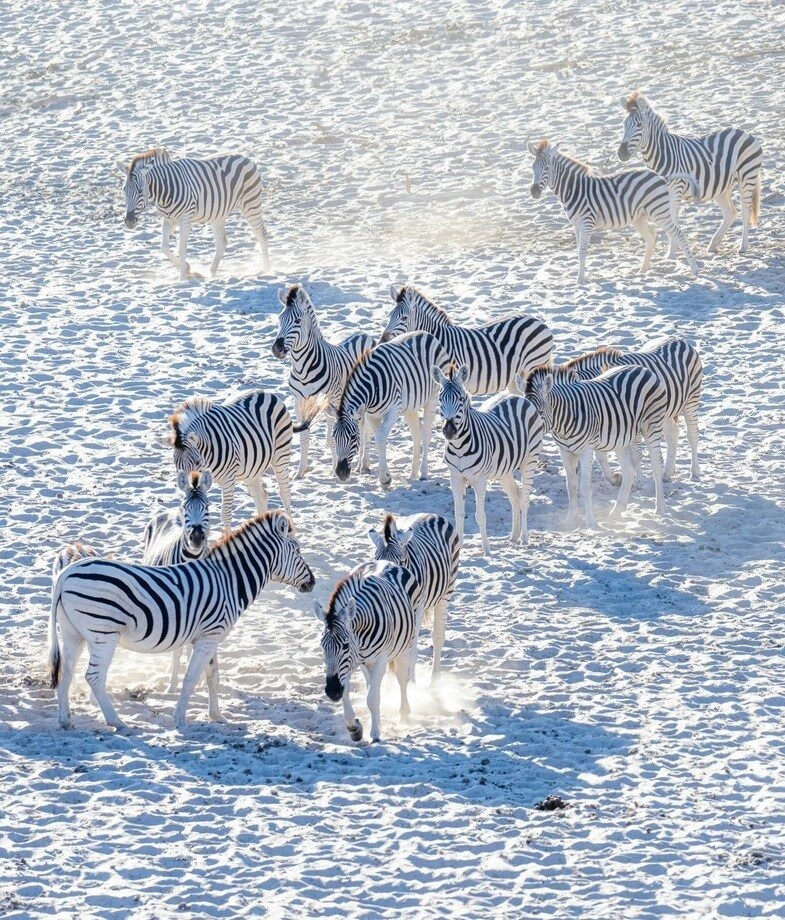 A herd of zebras walking accross the white, dusty terrain of the Mkgadikgadi Pans in Botswana, and a secluded private island in the Seychelles showcasing its lush tropical trees and clear turquoise water.