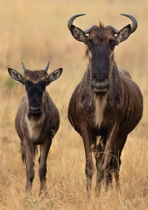 A wildebeest mother and calf stand side by side, a wildebeest herd moves across the grassland and the Mara River snakes through Kenya.
