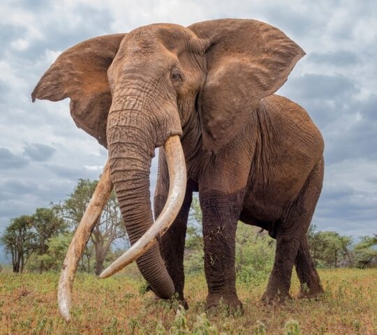 A super tusker elephant in Amboseli National Park, Kenya