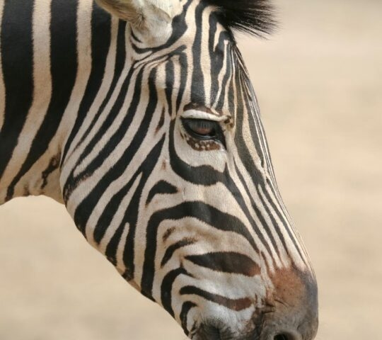 Close up photo of a Grevy's zebra face
