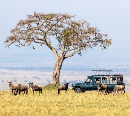 A herd of wildebeest grazing with a safari vehicle parked nearby and a single tree in the landscape