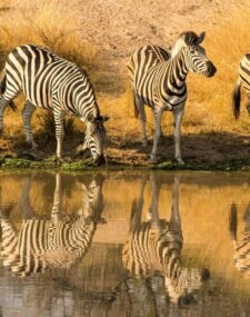 The Ultimate Kenyan Safari