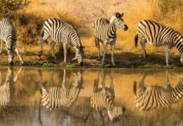 The Ultimate Kenyan Safari