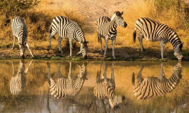 The Ultimate Kenyan Safari