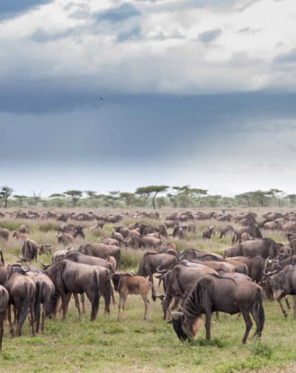 The Ultimate Guide to the Great Wildebeest Migration