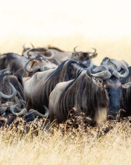Our Guide to the Great Migration in Kenya