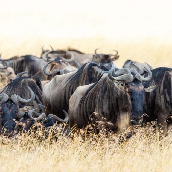 Our Guide to the Great Migration in Kenya thumbnail