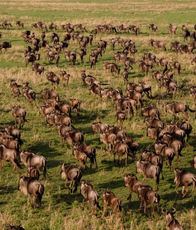 Wildebeest leap over river as they migrate between Tanzania and Kenya and massive herds cross the open plains