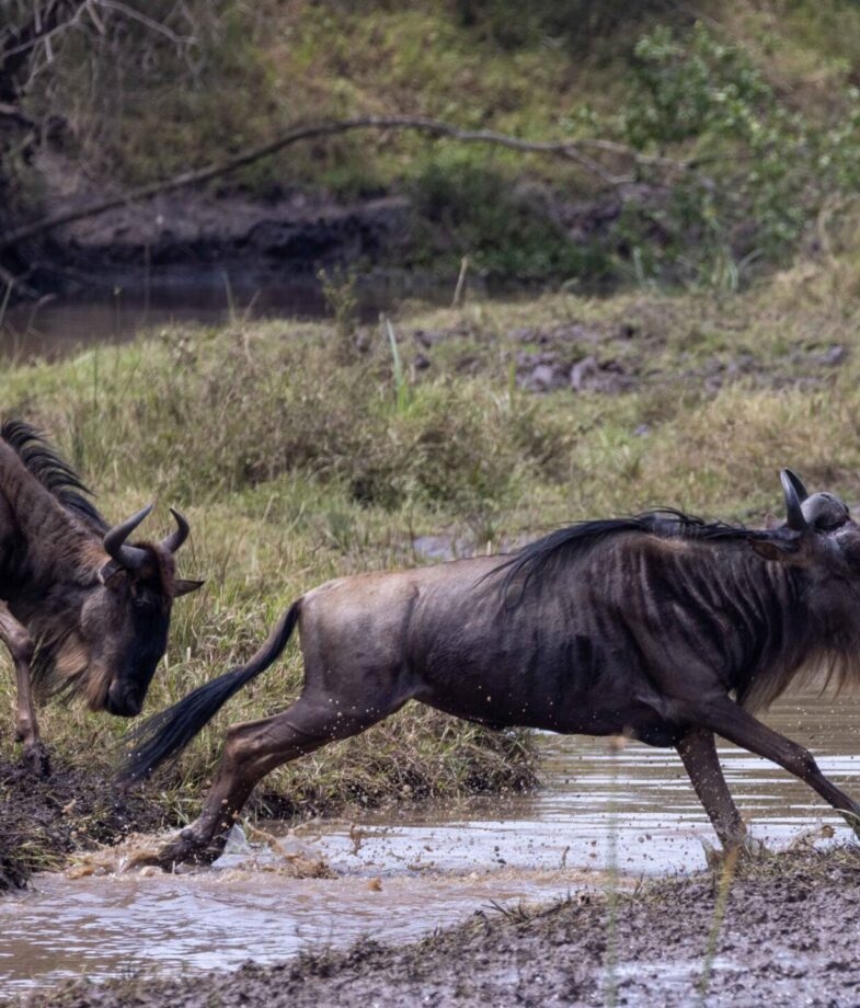 Wildebeest leap over river as they migrate between Tanzania and Kenya and massive herds cross the open plains