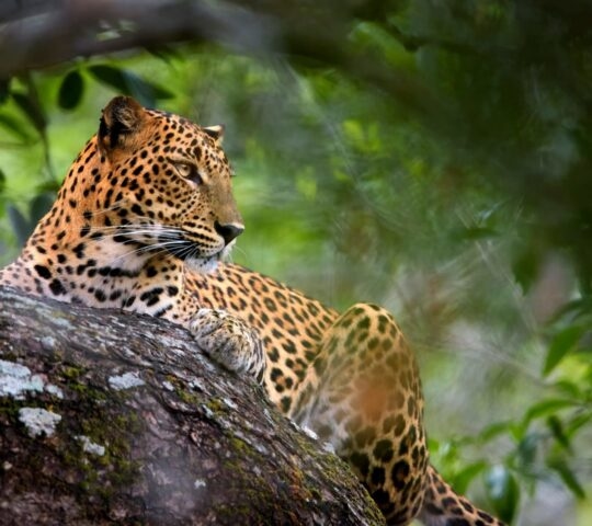 A leopard with a spotted coat rests on a thick tree branch, looking to the side amidst blurred green leaves.