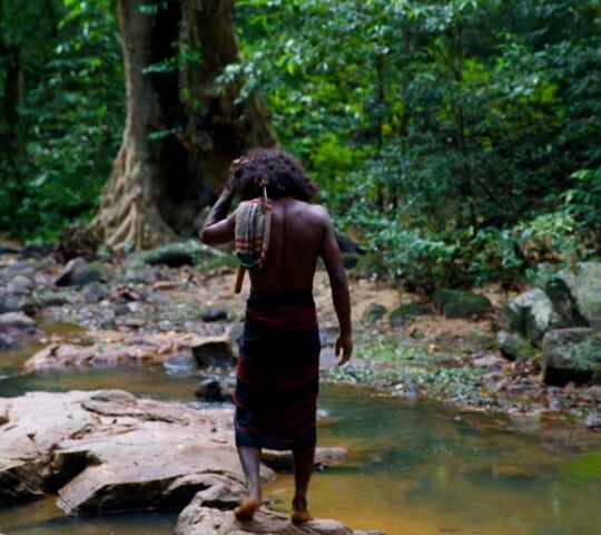 A man seen from behind walks across rocks in a shallow jungle river surrounded by thick green trees and foliage.