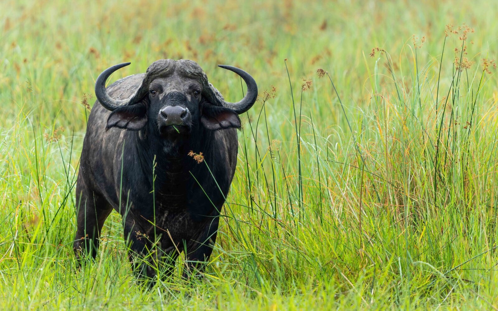 A lone buffalo grazes in the long grass of the Okavango Delta during the green season.