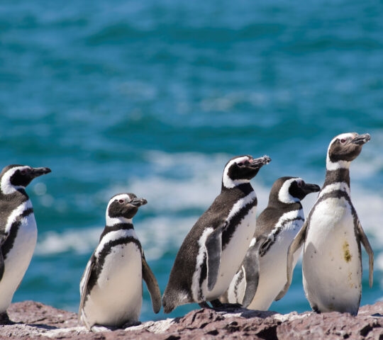 A group of Magellanic penguins on the shore with the ocean in the background in Peninsula Valdes, Patagonia