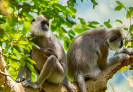 A Spectacular Safari Through Sri Lanka