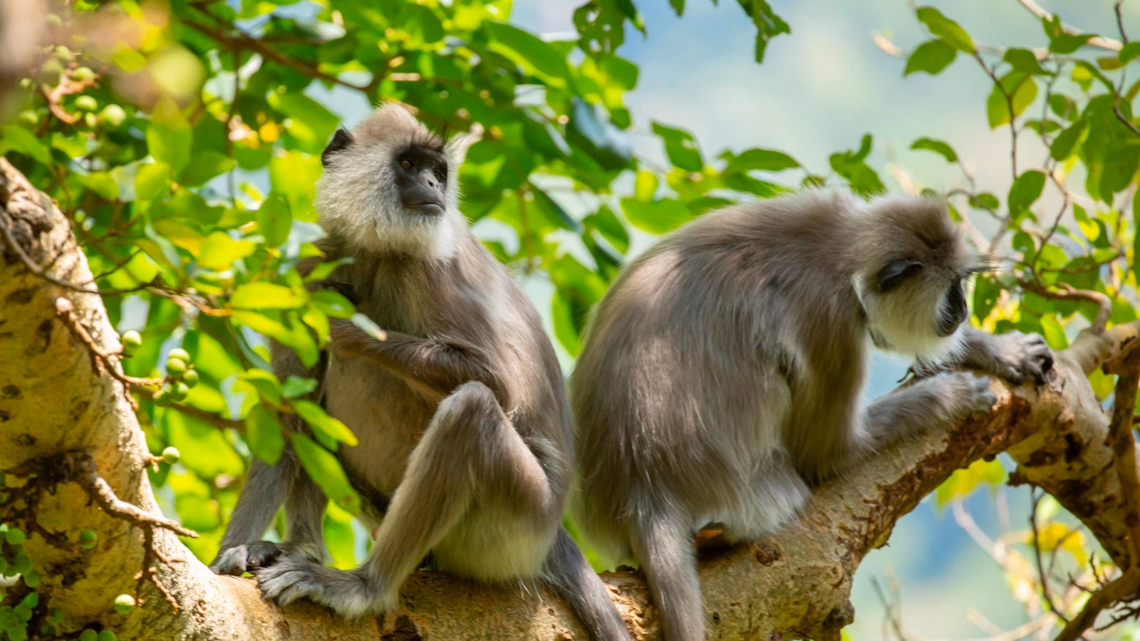 Two grey langur monkeys perched on a tree limb surrounded by bright green leaves in the jungle.