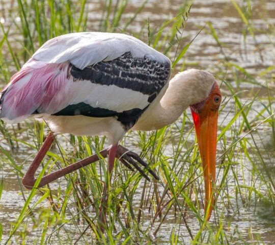 A painted stork with a long yellow beak standing in a marshy wetland with green grass.