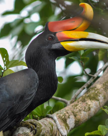 Guide to Safari Shoulder Seasons