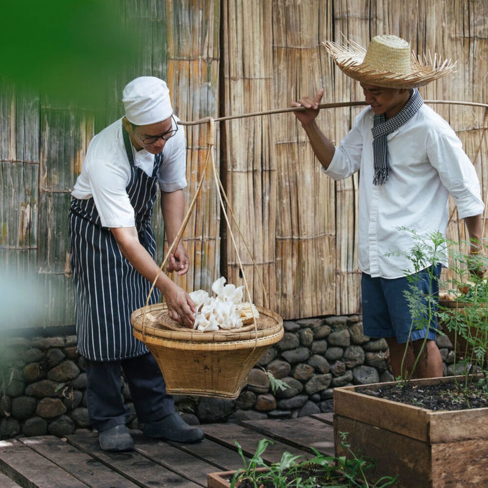 A chef and a worker with a straw hat standing by wooden garden beds with freshly harvested mushrooms.